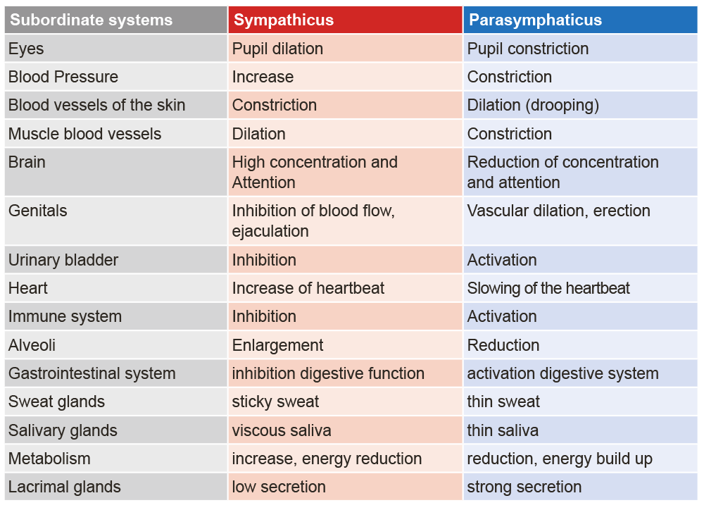 Regulation sympathetic / parasympathetic nervous system